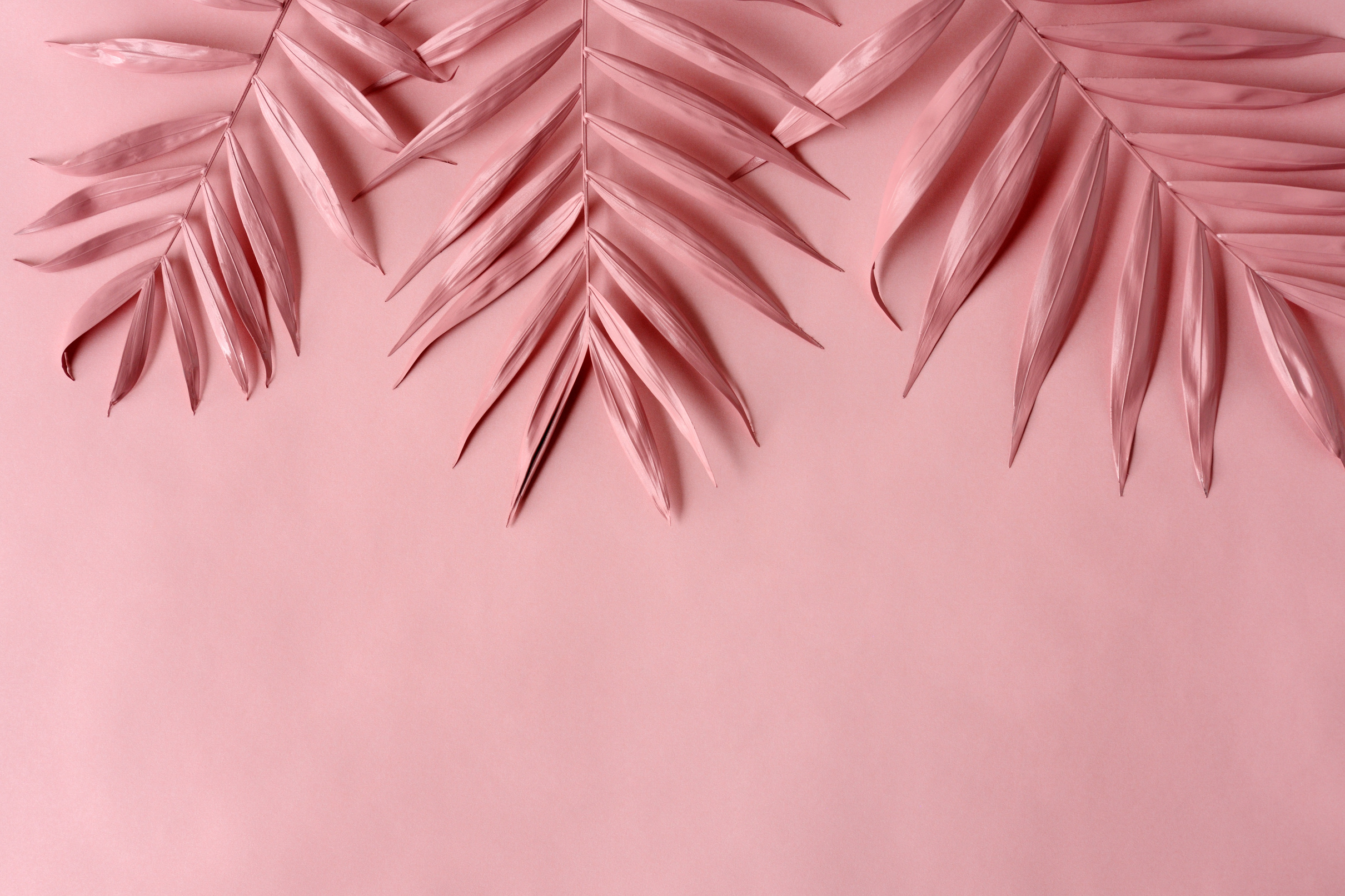 Pink Palm Leaves on Pink Background 